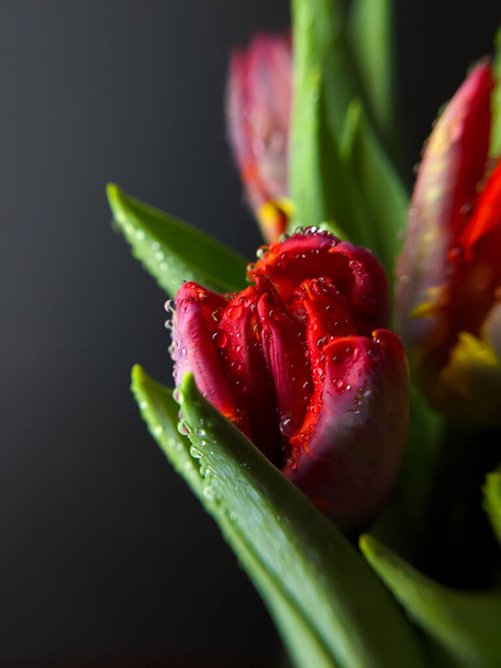 Czerwone tulipany z kroplami wody zbliżenie na ciemnym tle - Zdjęcie, obraz