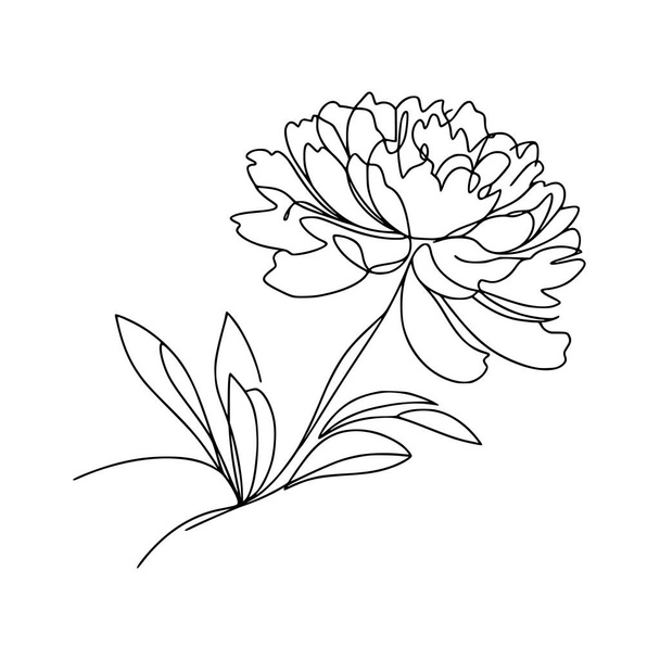 pivoňkový květ čmáranice ilustrace - Vektor, obrázek