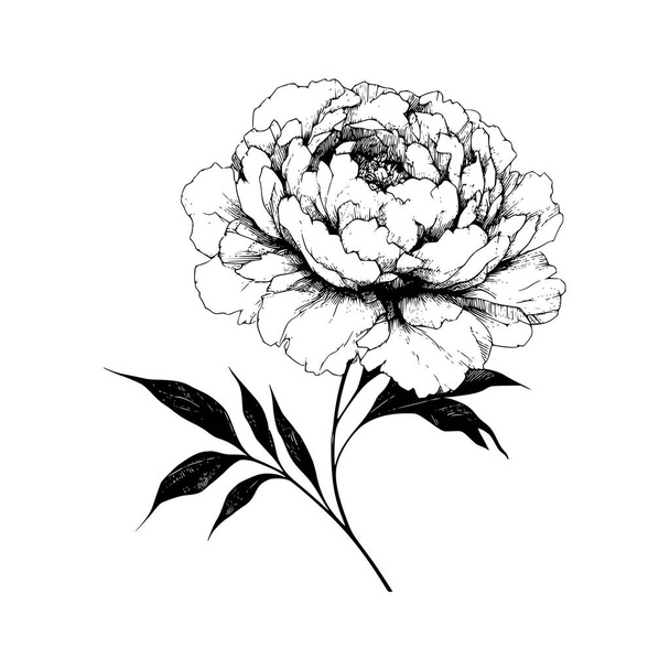 peonía flor garabato ilustración - Vector, imagen