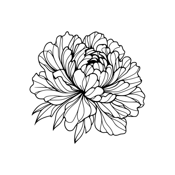 pivoňkový květ čmáranice ilustrace - Vektor, obrázek