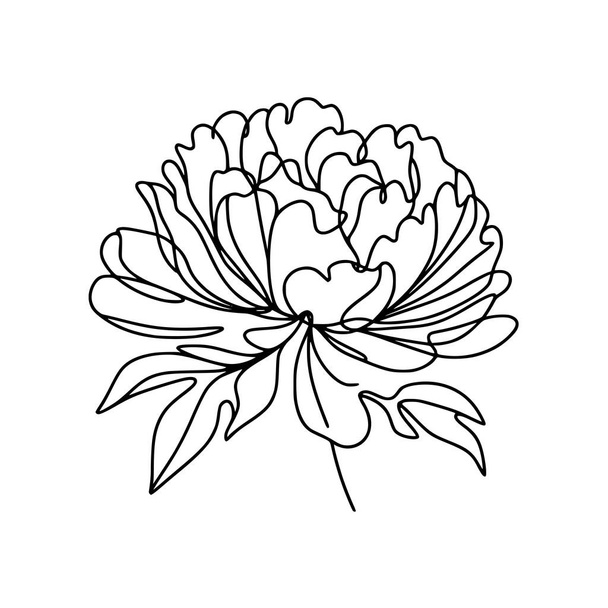 peonia fiore scarabocchio illustrazione - Vettoriali, immagini