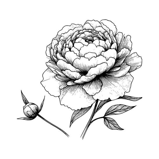 peony flower doodle illustration - Vector, Image