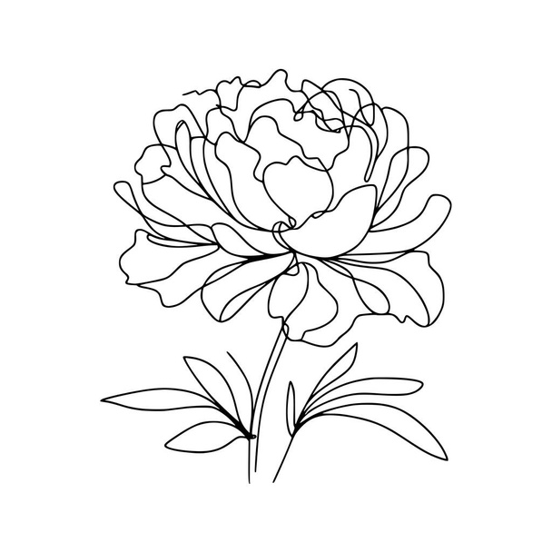 Blume Linie Zeichnung Pfingstrose - Vektor, Bild