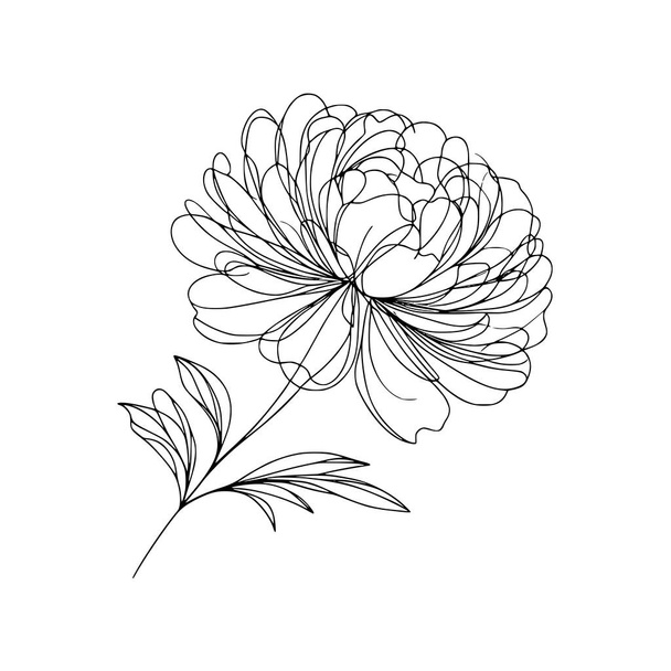 flower line drawing peony - Vector, Image