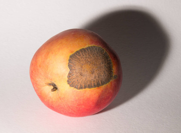 Venturia inaequalis jest grzybem askomycetu, który powoduje chorobę strupa jabłkowego. - Zdjęcie, obraz