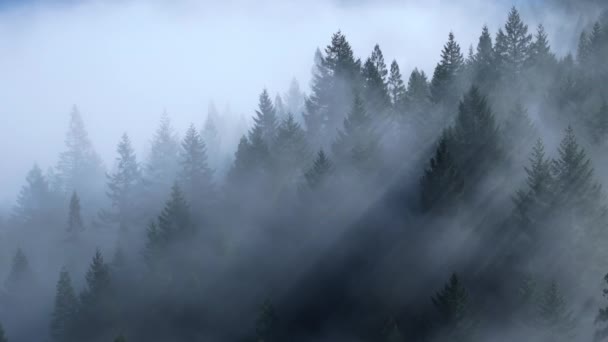 Мальовничий вид на сонячні промені, що падають між деревами в національних та державних парках Редвуда, Каліфорнія, США. Сонячне світло проникає крізь густий туман вранці. Таємнича туманна атмосфера, 4k кадри  - Кадри, відео