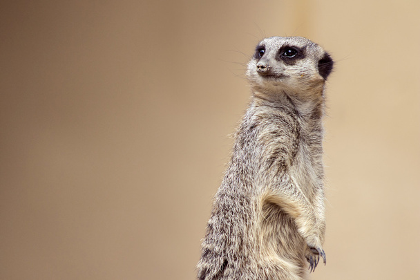 Foco suave Retrato Meerkat guarda de pé olhando para longe
 - Foto, Imagem