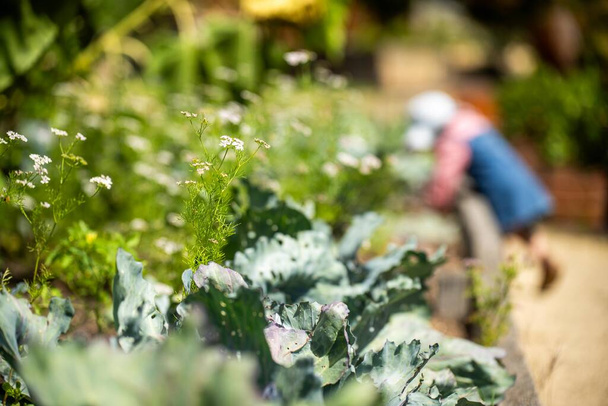 дети в саду, семья в овощной грядке. Малыш собирает еду. летнее время в вегетарианском саду с матерью и ребенком - Фото, изображение