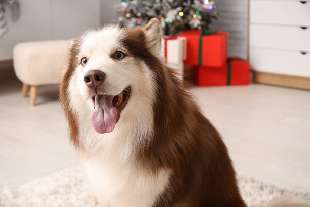 Carino cane Husky a casa - Foto, immagini