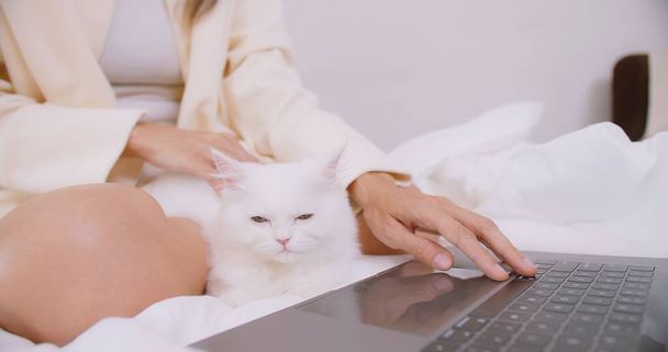 žena pracující na notebooku on-line ležící na posteli v ložnici se svou kočkou a mazlení roztomilý rodokmen pet. Malí nejlepší přátelé. Šťastná domácí zvířata doma, Práce z domova koncept - Fotografie, Obrázek
