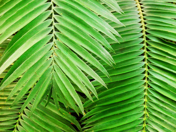 folhas de palmeira - Foto, Imagem