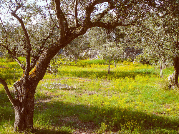 Retro görünüm zeytin ağacı - Fotoğraf, Görsel