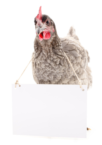 Chicken with blank - Foto, afbeelding
