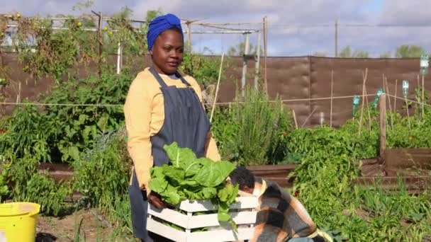 Une femme mûre joyeuse présentant des produits frais de sa parcelle de jardin communautaire. - Séquence, vidéo