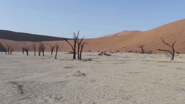 Beautiful sunrise landscape of hidden Dead Vlei in Namib desert with blue sky, this is best place in Namibia - Footage, Video