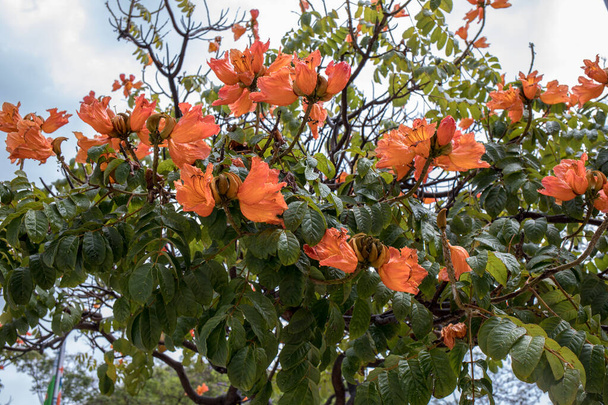 アフリカのチューリップツリー(Spathodea Campanulata) マデイラ島のファチュアルで花 - 写真・画像