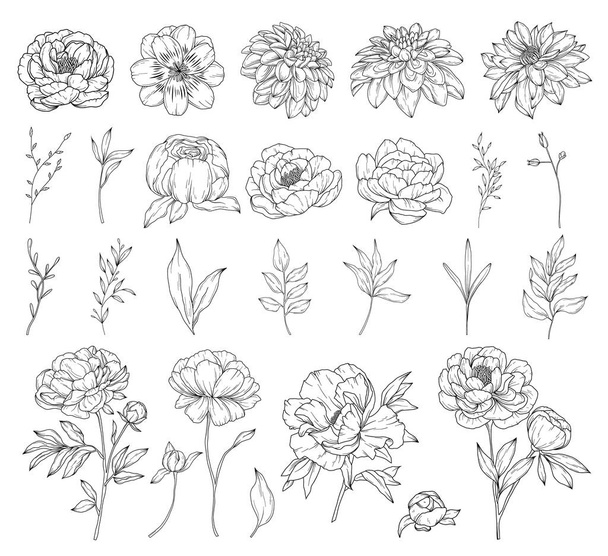 Kokoelma pioni kukkia, käsin piirretty kasvitieteellinen linja taiteen piirustus, vektori kukka kuva - Vektori, kuva