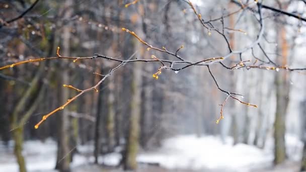Χιονοθύελλα χειμώνα στο δάσος - Πλάνα, βίντεο