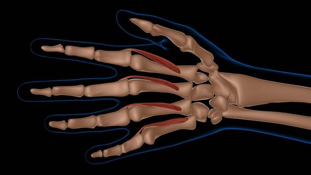 menselijke vrouwelijke spier anatomie voor medisch concept 3d illustratie - Foto, afbeelding
