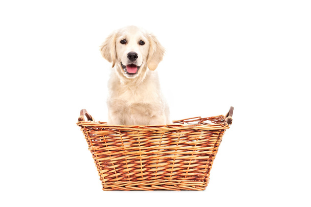 バスケットに座っているかわいいラブラドール子犬 - 写真・画像
