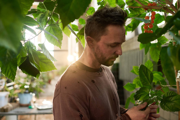 Gros plan moyen de jeune homme caucasien avec barbe sur le visage portant des vêtements minables prenant soin des plantes dans un abri post-apocalyptique - Photo, image