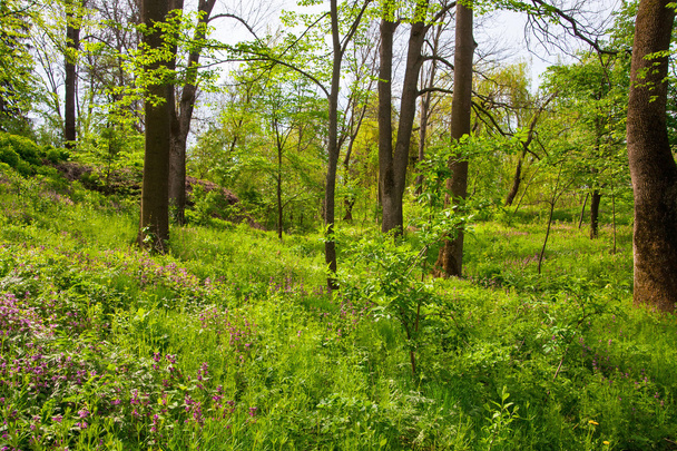 Spring forest - Фото, зображення