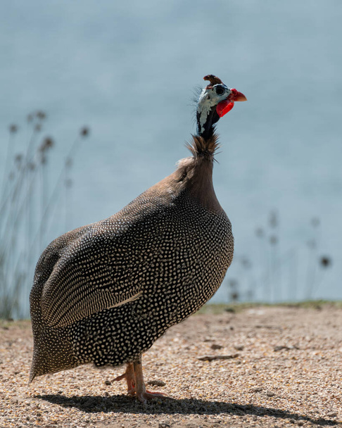 A lone Helmeted guineafowl (numida meleagris) is standing of the shores of the Al Qudra Lake in Dubai, United Arab Emirates. - Photo, Image