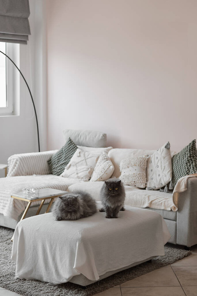 Kaksi persialaista kissaa olohuoneessa kodikas sisustus. Lemmikit talossa - Valokuva, kuva