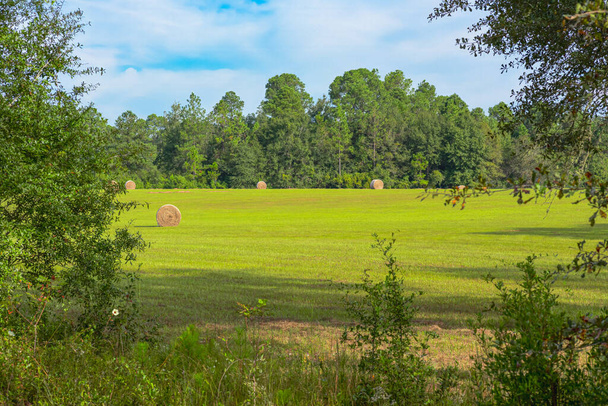 "Nature's bounty: A picturesque landscape unfolds as rolls of hay adorn a lush green field, embodying the timeless allure of rural serenity.  CountrysideCharm HarvestSeason" - Photo, Image