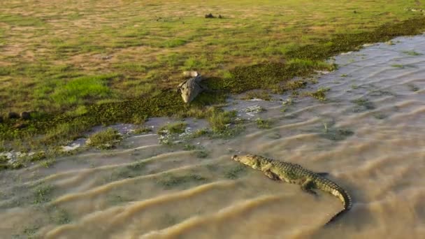 Krokodilok Srí Lanka természetes élőhelyén. - Felvétel, videó