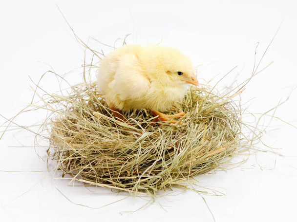 Новорожденный, цыпленок и гнездо в студии с изолированным на белом фоне, милым и маленьким животным в желтом. Младенец, цыпленок и пища для фермерства в культуре, природе и жизни. - Фото, изображение