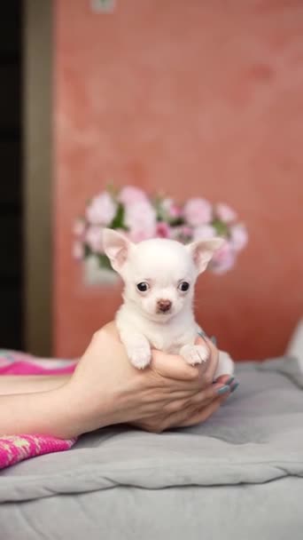 Chiot Chihuahua blanc assis sur un oreiller gris. Chien à genoux moelleux et mignon. Animaux domestiques mignons - Séquence, vidéo