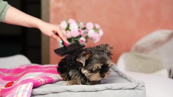 Yorkshire Terrier Puppy Sitting on a grey Pillow. Fluffy, cute dog with bow on her head. Cute domestic pets - Footage, Video