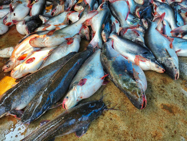 pile of big pangasius sutchi fish ready for sale big shark catfish farming in India HD - Photo, Image