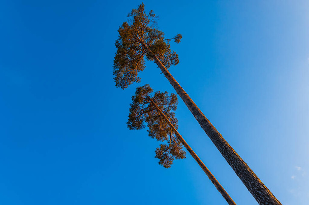 İki yüksek çam ağacı açık, parlak mavi bir gökyüzüne doğru uzanıyor, Swedens 'in yemyeşil ormanlarına ve el değmemiş doğal çevresine bir vasiyet. Ağaçlar sessiz nöbetçiler gibi duruyor, dalları dışarı uzanıyor, sükuneti yayan sakin bir sahne. - Fotoğraf, Görsel