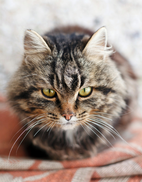 bruine kat - Foto, afbeelding