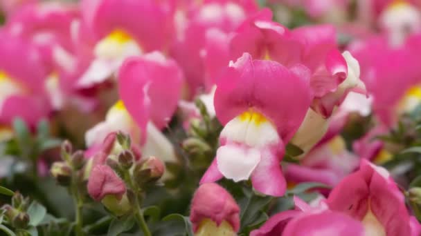 Κοντινό πλάνο ενός ροζ λουλουδιού που ανθίζει στον κήπο. Αργή κίνηση.  - Πλάνα, βίντεο