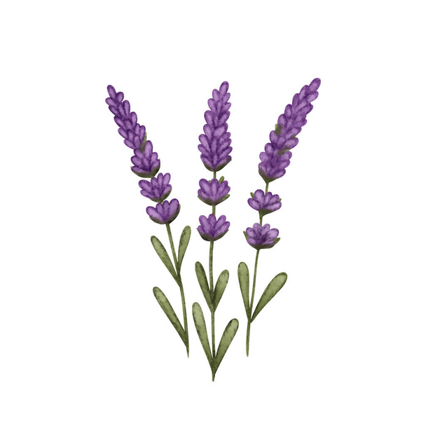 Aquarell violette Lavendelblüte. Pflanzenvektor der Provence isoliert auf weiß. Vektorillustration - Vektor, Bild