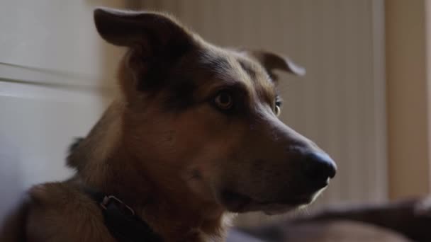Νεαρός σκύλος βαριέται έχει ένα υπόλοιπο στο πάτωμα στο σπίτι - Πλάνα, βίντεο