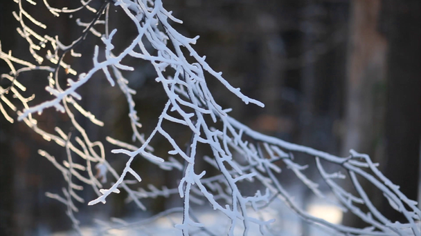 Frozen branches, panning up motion - Felvétel, videó