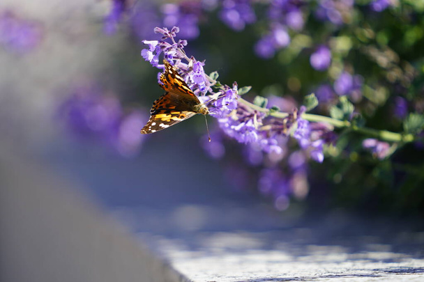 Geschilderde dame vlinder voedt zich met paarse kattenkruid bloemen - Foto, afbeelding
