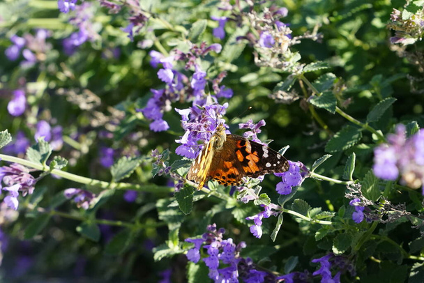 Painted lady moth butterfly feeds on purple catnip flowers - Photo, Image