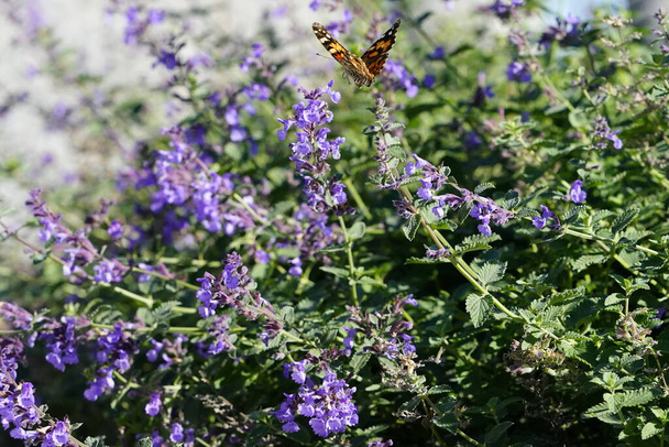 Painted lady moth butterfly feeds on purple catnip flowers - Photo, Image