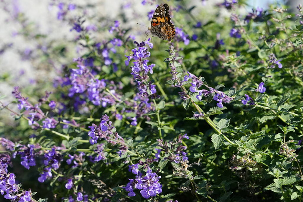 Pintado señora mariposa mariposa se alimenta de flores de catnip púrpura - Foto, imagen