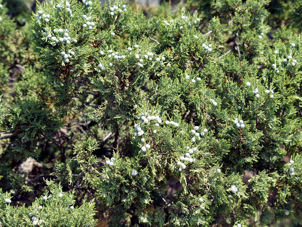 Juniperus excelsa galberry - Valokuva, kuva