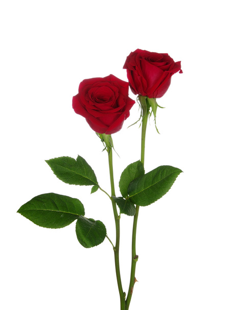 két vörös rózsa  - Fotó, kép
