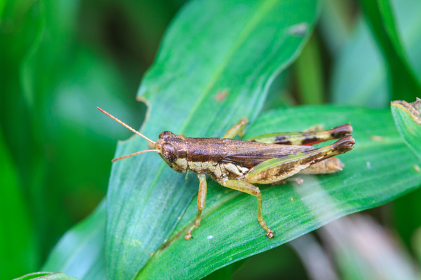 Grasshopper perching on a leaf - Photo, Image