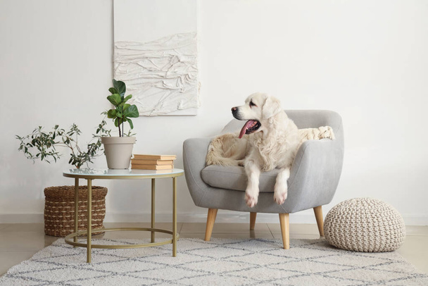 自宅のアームチェアに横たわるかわいいラブラドール犬 - 写真・画像