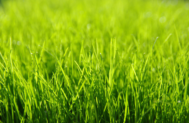  gras achtergrond  - Foto, afbeelding