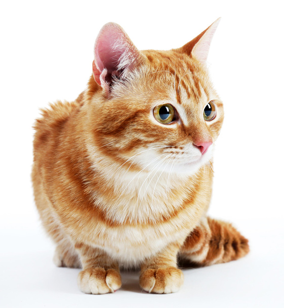 Portrait of red cat - Foto, Imagen